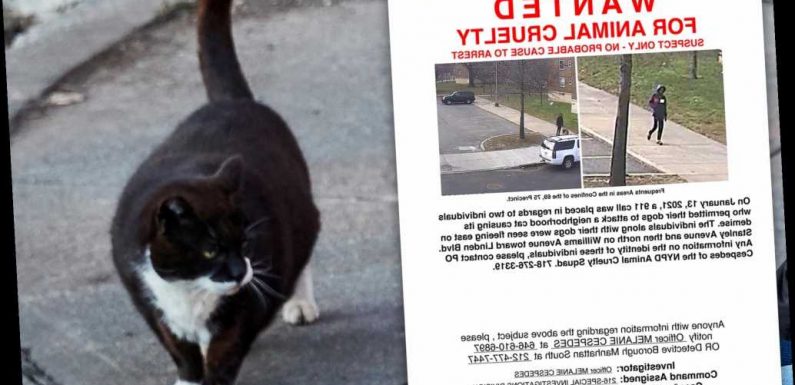 NYPD releases wanted poster for Brooklyn cat killer