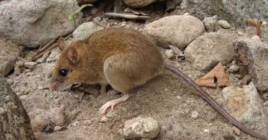 The Mouse That Survived a Volcanic Apocalypse