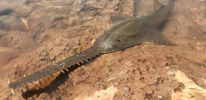 Can These Hedge Trimmers With Fins Avoid a Brush With Extinction?