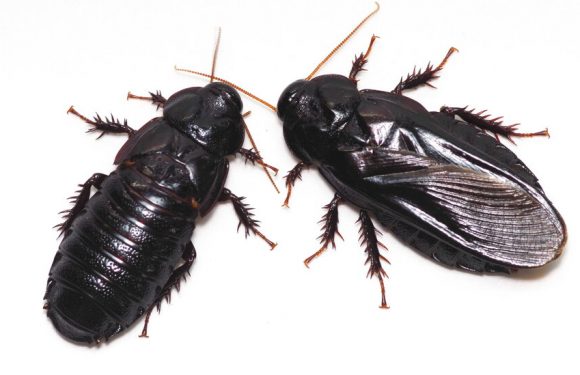 Cannibalism May Be Key for These Cockroach Couples