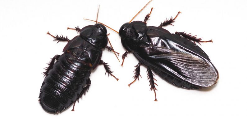 Cannibalism May Be Key for These Cockroach Couples