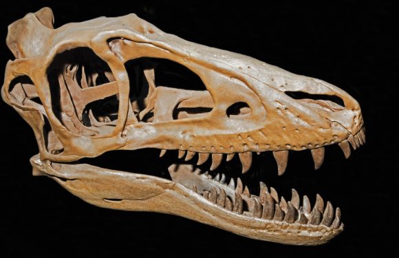 The Outsized Influence of Teen T. Rex and Other Young Dinosaurs