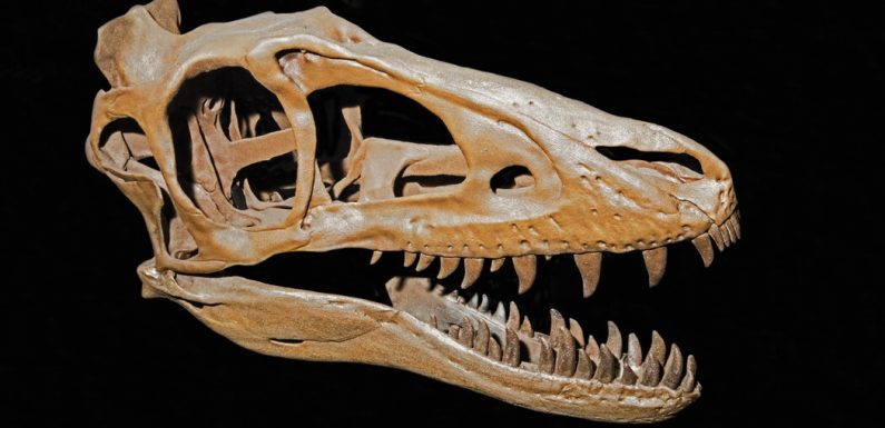 The Outsized Influence of Teen T. Rex and Other Young Dinosaurs