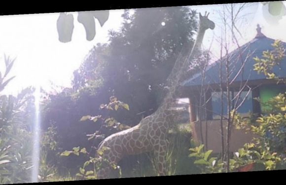 Google Maps users think they spot a giraffe in someone’s back garden