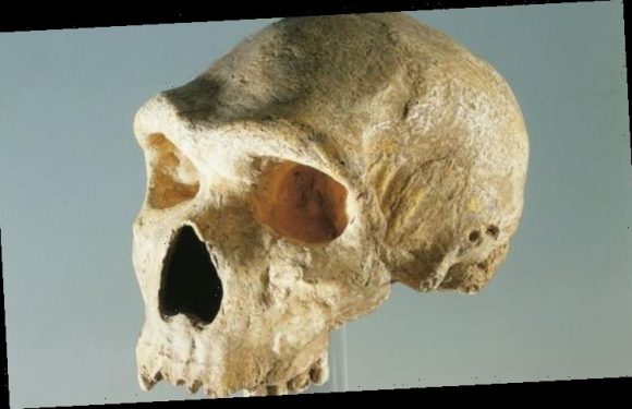 Neanderthals had ‘capacity’ to understand and speak ‘human language’, experts find