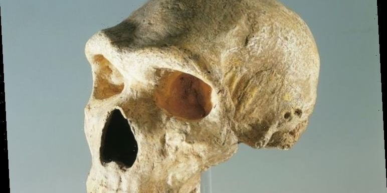 Neanderthals had ‘capacity’ to understand and speak ‘human language’, experts find