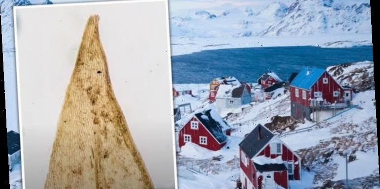 Greenland: Plants found mile under ice rewrite island’s frozen history ‘Can quickly melt’