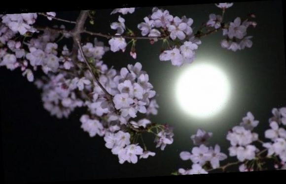 Full Moon 2021: Where is best to view the Full Worm Moon?