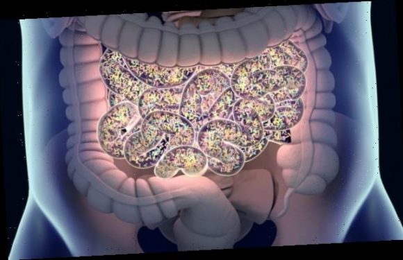 Scientists can predict how long you'll live from your gut microbiome