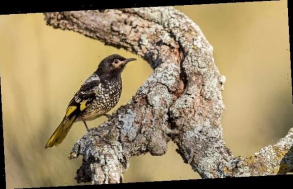 Endangered Regent honeyeaters are forgetting their mating song