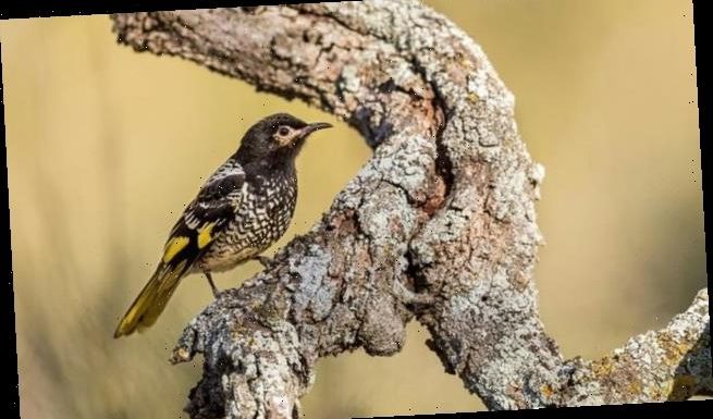 Endangered Regent honeyeaters are forgetting their mating song