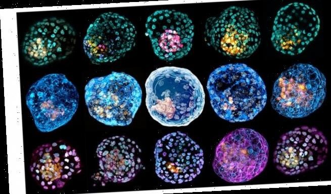 Scientists create a model of an early human embryo from SKIN CELLS