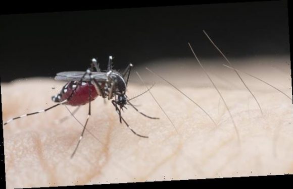 Malaria may have plagued mankind much earlier than believed