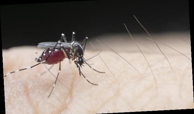 Malaria may have plagued mankind much earlier than believed