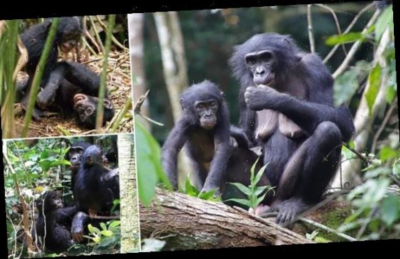 Female bonobos will 'adopt' orphans from other social groups