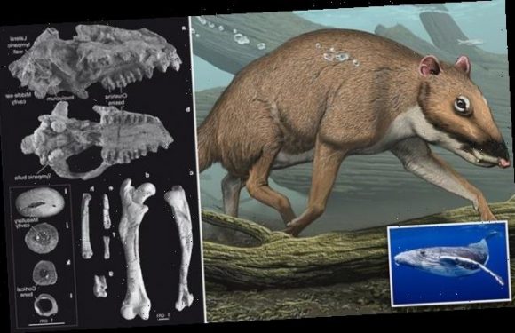 Whales derive from 'tiny deer' that walked on land 50MILLION years ago