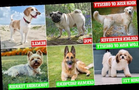 One in 14 dogs in the UK is now obese, study finds