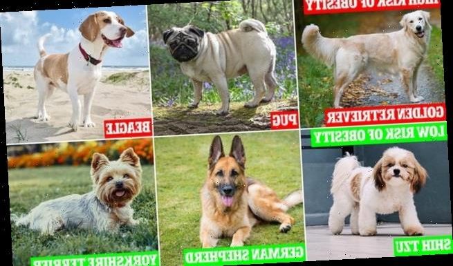 One in 14 dogs in the UK is now obese, study finds