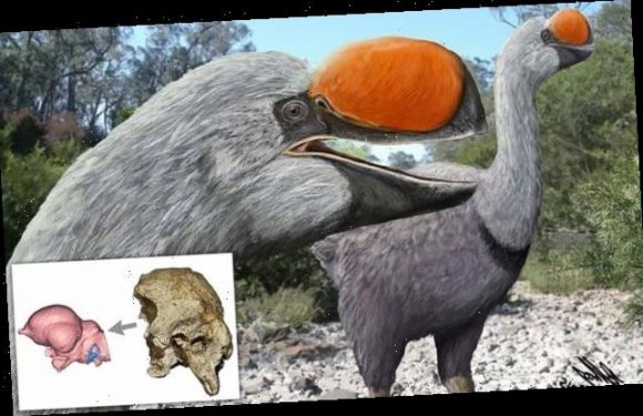 Largest flightless bird lived 50,000 years ago and weighed 1,323lbs
