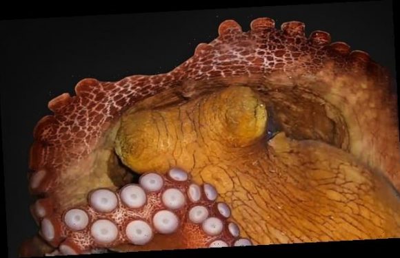 Octopuses may have short dreams 'like small videoclips, or even gifs'