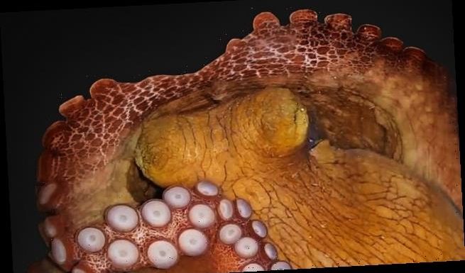 Octopuses may have short dreams 'like small videoclips, or even gifs'