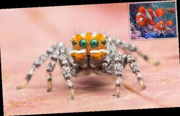 Meet Nemo! Cute peacock spider is named after the Pixar character
