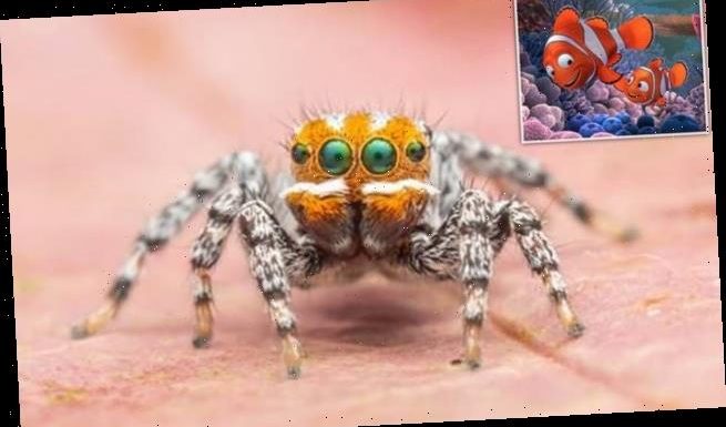 Meet Nemo! Cute peacock spider is named after the Pixar character