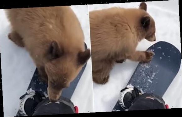 Bear seen approaching snowboarders is found to have a lethal disease