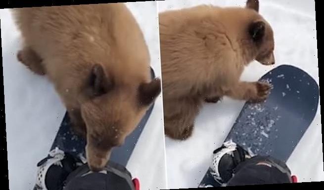 Bear seen approaching snowboarders is found to have a lethal disease