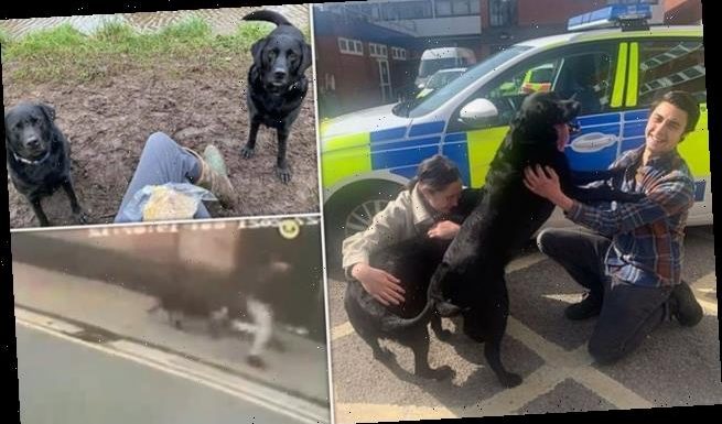 Delighted family are back together with their stolen Labradors