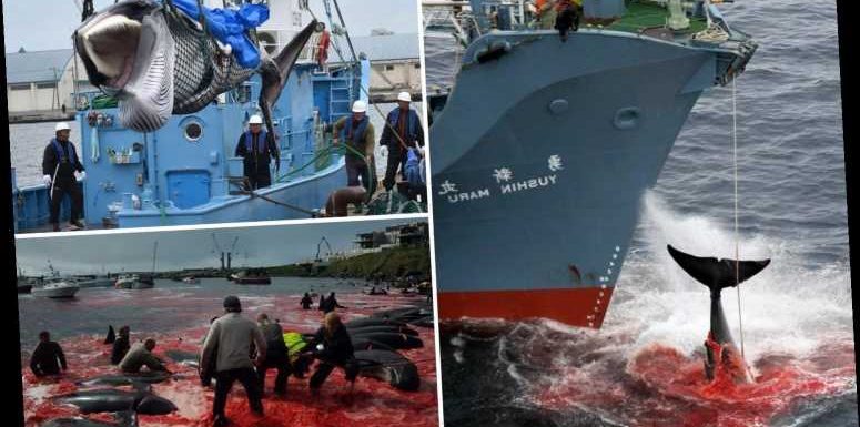 How thousands of whales are cruelly killed with ‘harpoon bombs’ by hunters who sell their meat as a delicacy – The Sun