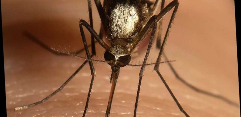 New invasive mosquito species known for carrying viruses found in Florida