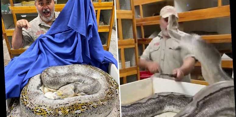 Zookeeper's horror as massive python strikes out at his face while guarding her eggs