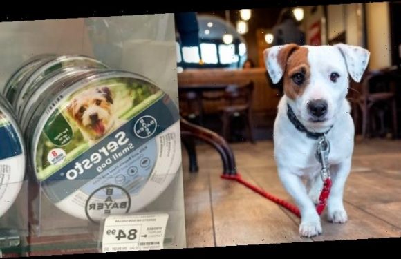 A popular flea collar is linked to nearly 1,700 pet deaths. Now Congress is pushing the company to recall the product.