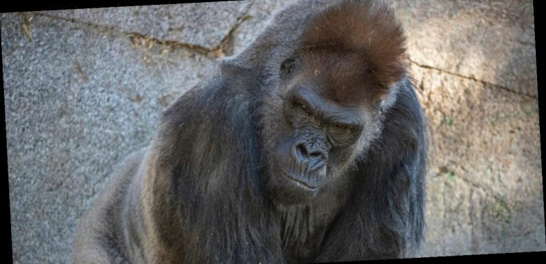 Gorillas at the San Diego Zoo are the first non-humans to be vaccinated against COVID-19