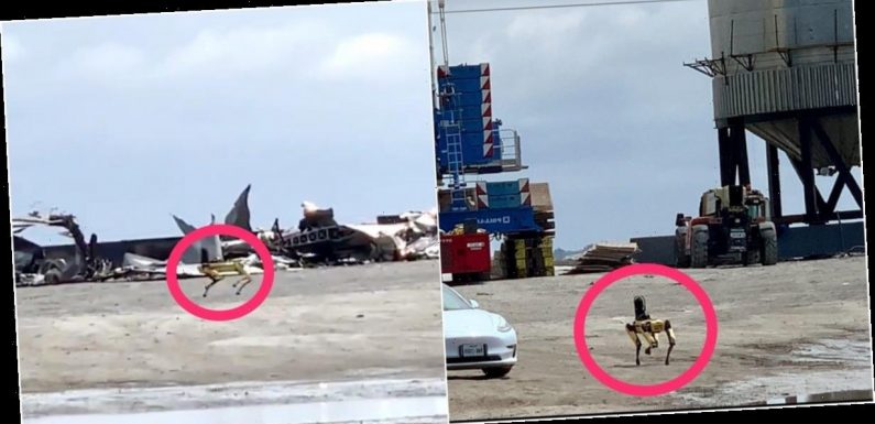 A cyberpunk scene at SpaceX's launch facilities: A robot dog inspected the wreckage of a Starship rocket prototype