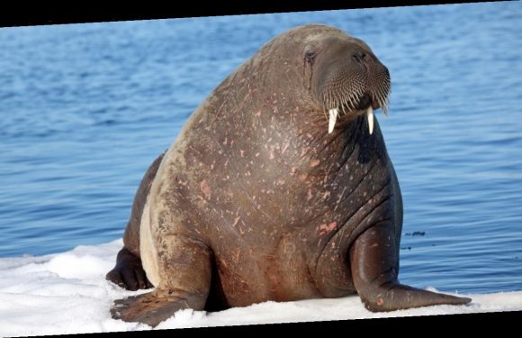 Walrus spotted for the first time ever in Ireland