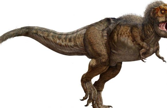 A whopping 2.5 billion fully grown T. rexes walked the Earth in the course of the species' existence, paleontologists found