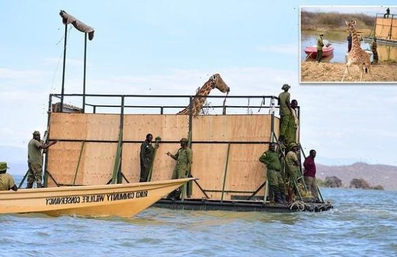 Baby giraffe and mother are rescued from a flooded Kenya islan