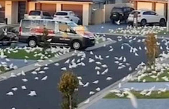 ‘Birdpocalypse’ as thousands of parrots invade town forcing residents indoors