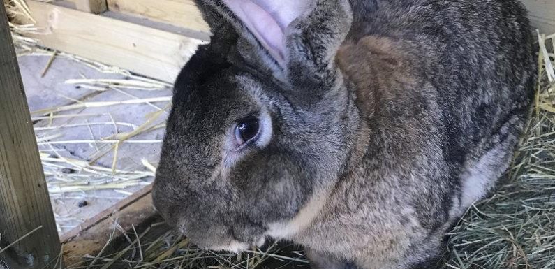 Darius, the world’s longest rabbit, is stolen from his home