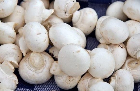 Eating one medium mushroom a day can reduce your risk of CANCER by 45%