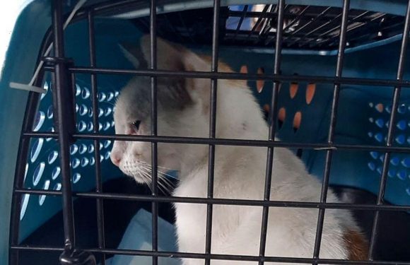 Fluffy white ‘Narcocat’ caught red-pawed ‘smuggling drugs into notorious jail’