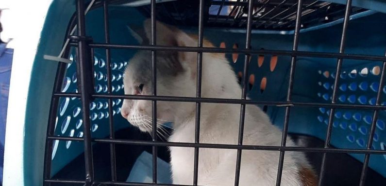 Fluffy white ‘Narcocat’ caught red-pawed ‘smuggling drugs into notorious jail’