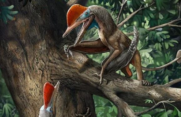 Flying reptile from 60 million years ago has the oldest opposed THUMB