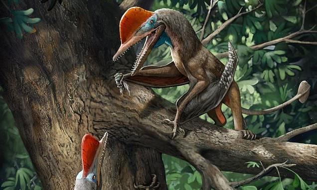 Flying reptile from 60 million years ago has the oldest opposed THUMB