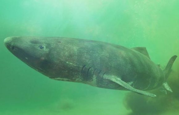 Greenland sharks: The fascinating sharks which can live for 500 years