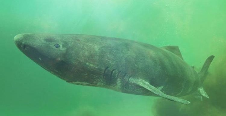 Greenland sharks: The fascinating sharks which can live for 500 years