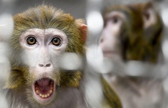 Hybrid monkey-human embryos created in lab for first time in major breakthrough
