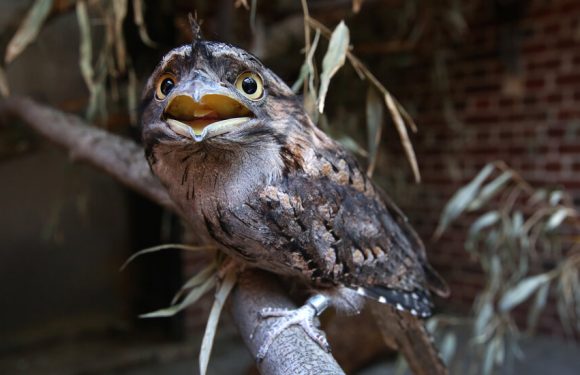 Meet the Frogmouth, Instagram’s Most Photogenic Bird